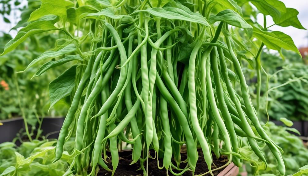 fresh green beans recipe